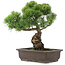 Pinus parviflora, 39 cm, ± 25 Jahre alt