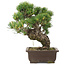 Pinus parviflora, 32,5 cm, ± 25 jaar oud