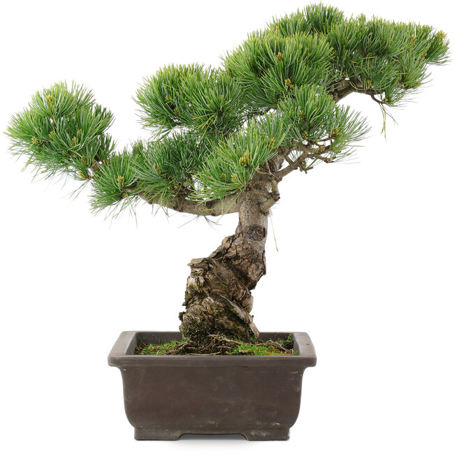 Pinus parviflora, 39 cm, ± 25 ans
