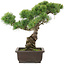 Pinus parviflora, 39 cm, ± 25 ans