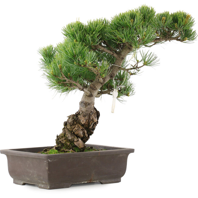 Pinus parviflora, 39 cm, ± 25 años