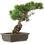 Pinus parviflora, 39 cm, ± 25 ans