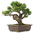 Pinus parviflora, 32,5 cm, ± 25 jaar oud