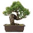 Pinus parviflora, 32,5 cm, ± 25 Jahre alt