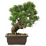 Pinus parviflora, 32,5 cm, ± 25 jaar oud