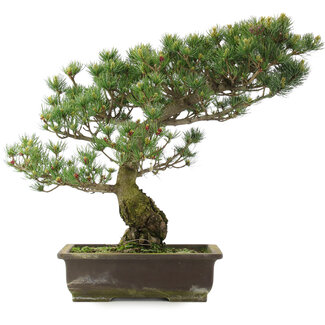 Pinus parviflora, 48,5 cm, ± 25 Jahre alt