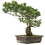 Pinus parviflora, 48,5 cm, ± 25 Jahre alt