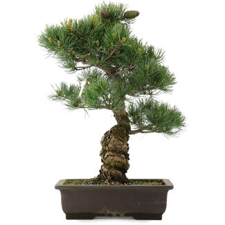 Pinus parviflora, 51,5 cm, ± 25 Jahre alt