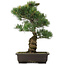 Pinus parviflora, 51,5 cm, ± 25 ans