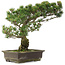 Pinus parviflora, 48,5 cm, ± 25 Jahre alt