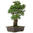 Pinus parviflora, 51,5 cm, ± 25 Jahre alt