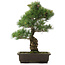 Pinus parviflora, 51,5 cm, ± 25 Jahre alt