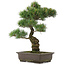 Pinus parviflora, 51,5 cm, ± 25 Jahre alt