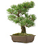 Pinus parviflora, 40 cm, ± 25 Jahre alt