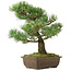 Pinus parviflora, 40 cm, ± 25 Jahre alt