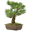 Pinus parviflora, 40 cm, ± 25 Jahre alt