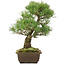 Pinus parviflora, 40 cm, ± 25 Jahre alt