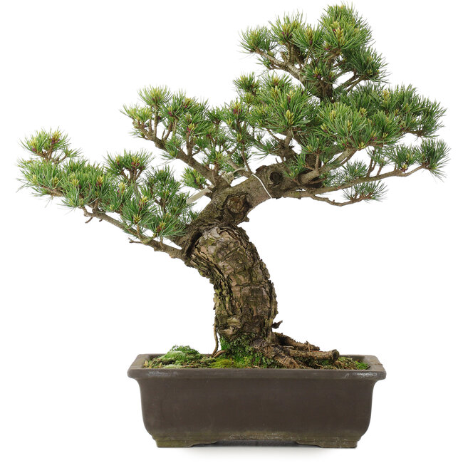 Pinus parviflora, 41,5 cm, ± 25 Jahre alt