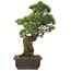 Pinus parviflora, 41,5 cm, ± 25 Jahre alt