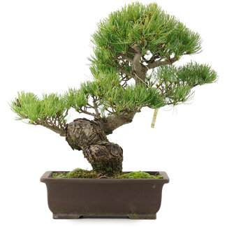 Pinus parviflora, 36,5 cm, ± 25 Jahre alt