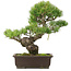 Pinus parviflora, 36,5 cm, ± 25 years old