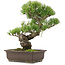 Pinus parviflora, 36,5 cm, ± 25 Jahre alt