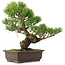 Pinus parviflora, 36,5 cm, ± 25 Jahre alt