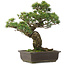 Pinus parviflora, 41,5 cm, ± 25 Jahre alt