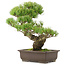 Pinus parviflora, 36,5 cm, ± 25 Jahre alt