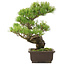 Pinus parviflora, 36,5 cm, ± 25 Jahre alt