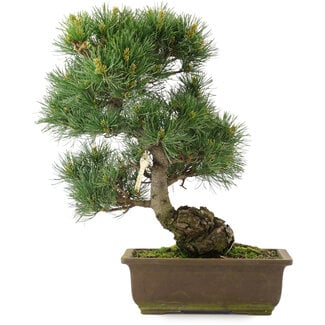 Pinus parviflora, 38,5 cm, ± 25 jaar oud