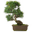 Pinus parviflora, 38,5 cm, ± 25 Jahre alt