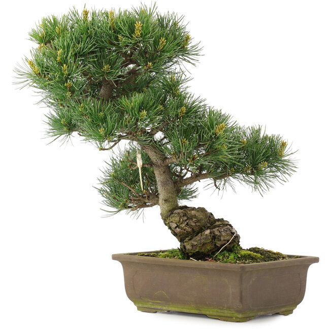 Pinus parviflora, 38,5 cm, ± 25 jaar oud