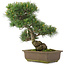 Pinus parviflora, 38,5 cm, ± 25 Jahre alt