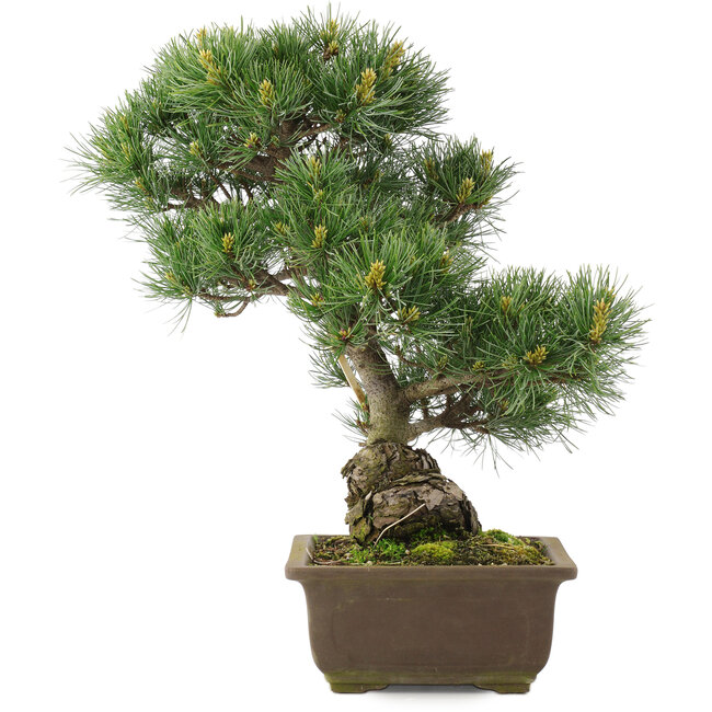 Pinus parviflora, 38,5 cm, ± 25 years old