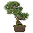 Pinus parviflora, 38,5 cm, ± 25 Jahre alt