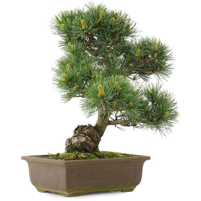 Pinus parviflora, 38,5 cm, ± 25 años