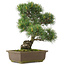 Pinus parviflora, 38,5 cm, ± 25 Jahre alt