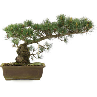 Pinus parviflora, 30 cm, ± 25 Jahre alt