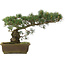 Pinus parviflora, 30 cm, ± 25 Jahre alt