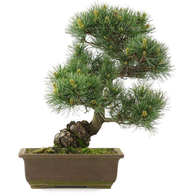 Pinus parviflora, 38,5 cm, ± 25 jaar oud