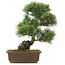 Pinus parviflora, 38,5 cm, ± 25 jaar oud