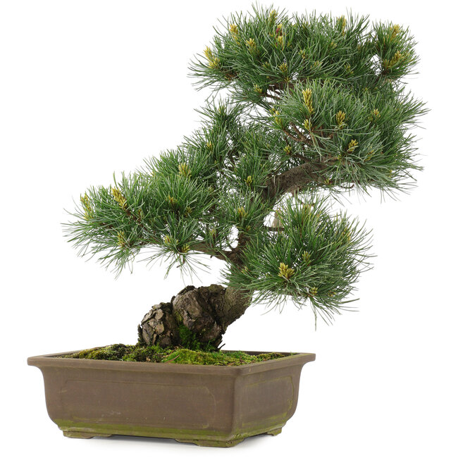 Pinus parviflora, 38,5 cm, ± 25 jaar oud