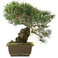 Pinus parviflora, 30 cm, ± 25 Jahre alt