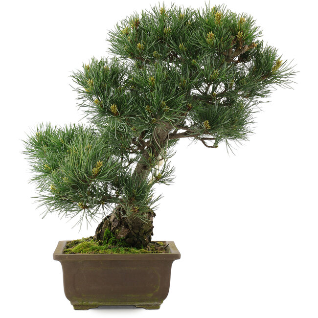 Pinus parviflora, 38,5 cm, ± 25 ans