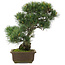 Pinus parviflora, 38,5 cm, ± 25 Jahre alt