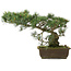 Pinus parviflora, 30 cm, ± 25 Jahre alt