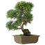 Pinus parviflora, 38,5 cm, ± 25 years old