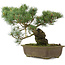 Pinus parviflora, 30 cm, ± 25 jaar oud