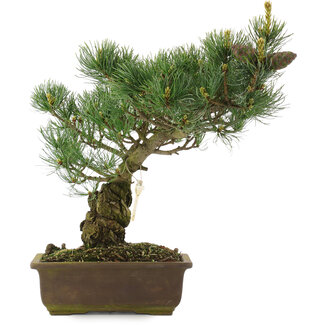 Pinus parviflora, 35 cm, ± 25 jaar oud
